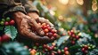 Close up hands showing freshly picked coffee, In coffee plantation. Generative AI.
