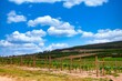 Breathtaking Vineyard Landscape in Elgin Wine Country, Western Cape, South Africa