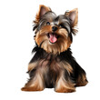 A young cute yorkshire terrier with black and brown fur sits and sticks out its tongue, isolated on a transparent background