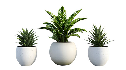 Wall Mural - Plant in a pot on white