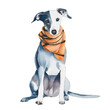 cute Italian Greyhound / whippet dog wearing scarf, graphic resources with transparent background, animal watercolor drawing