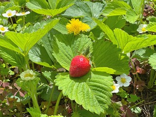 strawberry in the garden