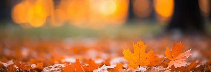 Wall Mural - autumn leaves in the park. blurred bokeh background