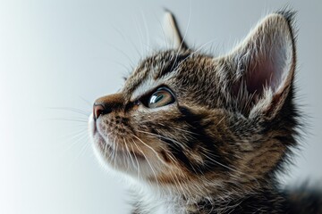 Sticker - A close-up image of a curious cat looking up. Perfect for animal lovers or pet-related projects