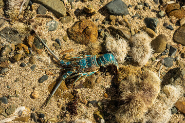 Wall Mural - Blue Lobster Washed up on Rocky Coast