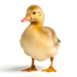 A cute, fluffy yellow duckling stands alone against a white background, showcasing its innocence and the tender beauty