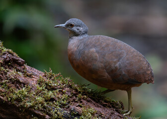 little tinamou in the jungles of colombia