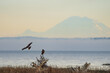 Red-Tailed Hawk Harried by Northern Harrier with Mt. Rainier Backdrop