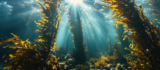 Wall Mural - Sunlight penetrates a kelp forest in Monterey Bay, providing crucial habitat.