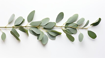 Sticker - Eucalyptus branch isolated on white background. Flat lay, top view. floral concept isolated on white background,. Created using Generative AI Technology