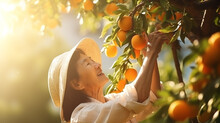 Old Woman Farmer Who Is Picking Oranges From The Tree