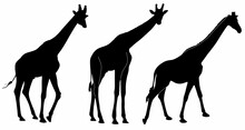 Set Of Vector Silhouettes Of Giraffes, On A White Background