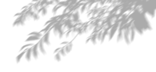 Wall Mural - shadow eco leaves tree branch relaxing flow on transparent backgrounds 3d render png
