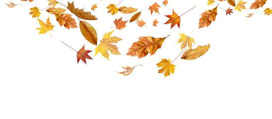 Wall Mural - falling fall fallen leaves autumn  background transparent isolated