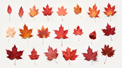 Wall Mural - Collection of red autumn leaves isolated on white background isolated on white background,. Created using Generative AI Technology