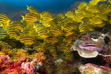 underwater scene with a school of stripeys and a black saddle goatfish resting on the coral