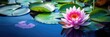 beautiful lotus flower is complimented by the rich colors of the deep blue water surface.