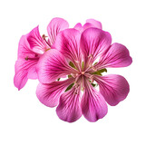 Fototapeta  - Gorgeous geranium hybrid blossoming isolated on transparent background