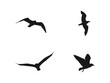 © ultra designer - flying seagull silhouettes set. A flock of flying birds. Flight bird silhouettes, isolated black doves or seagulls collection. Freedom metaphor vector illustration. isolated on white background.