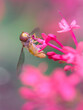Schwebfliegen (Syrphidae) auf einer Blüte