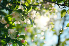 Spring Background Of A Branch Of A Blossoming Apple Tree With Falling Petals, Blurred Background, Backlight