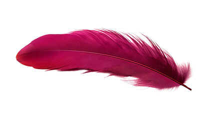 Wall Mural - red pink feather isolated on transparent background cutout