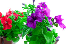 Bright Purple And Red Petunia In Plastic Pots
