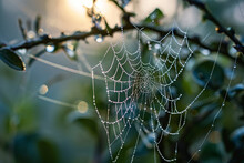 Spider Web With Dew, Intricate, Delicate, Morning.