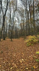 Wall Mural - Falling leaves in the park. Bright gold autumn time.