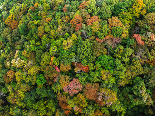 Wall Mural - Autumn Tones of Aerial top view forest tree, Rainforest ecosystem and healthy environment concept and background, Texture of green tree forest view from above.	