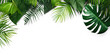 Tropical leave, top view, flay lay, mock up, aesthetic, empty in the middle isolate on transparency background png 