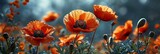 Fototapeta Kwiaty - Beautiful Poppy Closeup, Banner Image For Website, Background, Desktop Wallpaper