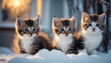  Three Kittens Are Sitting In The Snow Looking At The Camera And One Is Looking At The Camera And The Other One Is Looking At The Camera With Blue Eyes.