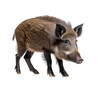  wild boar sus scrofa isolated white background