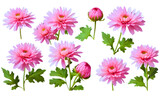 collection, set of delicate pink chrysanthemum isolated on a transparent background, flowers, Tulip buds, Leaves, Cut out floral garden or seasonal summer design elements top view flat lay, png.