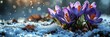 Violet Crocus Flower Growing Snow Miracle, Banner Image For Website, Background, Desktop Wallpaper