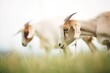 goats nibbling grass in haze