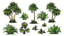 Palm Forest. Vector Drawing
