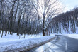 冬の田沢湖高原　ブナ林　雪景色