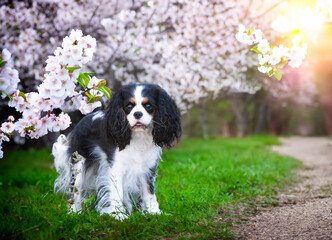 Wall Mural - cavalier king charles