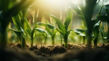 Generative AI Timelapse Series Showcasing The Growth Stages Of Corn, From Planting The Seeds To The Lush, Tall Stalks Ready For Harvesting.