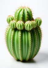 Green Barrel Cactus Echinocactus Grusonii