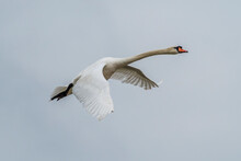 Mute Swan In Flight Against A Gray Sky