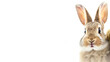 cute easter bunny isolated on transparent background