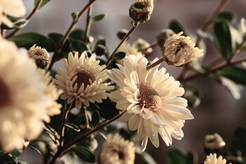 Wall Mural - Vintage photo of chrysanthemums with soft lighting