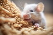 hungry mouse chewing on barley grains