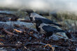 imagen de dos cuervos negros y grises buscando comida entre las algas y las piedras verdes por el moho