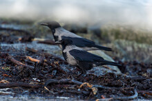 Imagen De Dos Cuervos Negros Y Grises Buscando Comida Entre Las Algas Y Las Piedras Verdes Por El Moho
