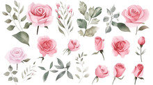 Watercolor Elements Pink Roses On A White Background