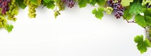 Grapevine Fruits And Leaves As Border On White Background With Copy Space